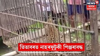 Titabor Leopard Caged : তিতাবৰত নাহৰফুটুকী পিঞ্জৰাৱদ্ধ