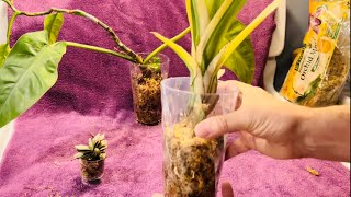 Transferring Plants To Sphagnum Moss Culture