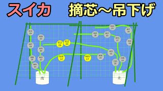 【小玉スイカの空中栽培 2022】摘芯～種イモ袋で吊り下げ  無農薬 半自給自足