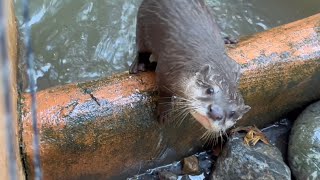 三匹の子供が生まれたコツメカワウソ　11月3日 埼玉県こども動物自然公園