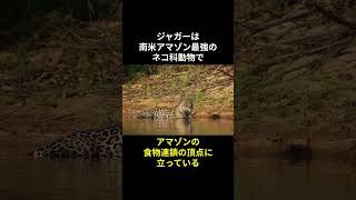 【南米最強】ジャガーに関するいろいろ面白い雑学　#動物 #動物雑学 #雑学 #short #トリビア #動物トリビア #ジャガー