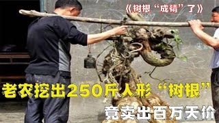 老农挖出250斤人形“树根”，竟卖出百万天价，树根“成精”了？