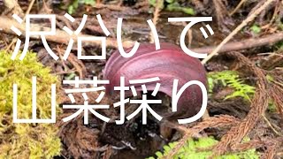 ようやく春の訪れ！雪がまだ残る信州で山菜採り2022.4.24Wild vegetable picking