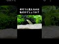 筋トレするどじょう どじょりうむ shorts アクアリウム アクアテラリウム スジシマドジョウ aquarium aquaterrarium どじょう