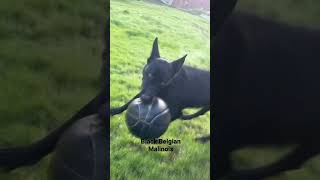 Playtime w/ Phoenix, Black Belgian Malinois 🐶 | #shorts