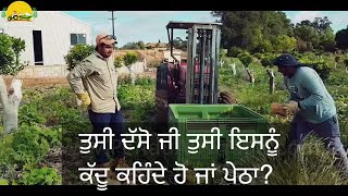 Pendu Australia Episode 151 ~ Mintu Brar ~ Butter Nut Farming \u0026 Picking