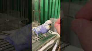 【ちょっぴり変なインコ】最近のタマちゃん【セキセイインコ】