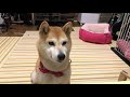 柴犬小春　【ライブ】狂犬病注射の夜に