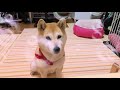 柴犬小春　【ライブ】狂犬病注射の夜に