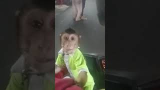 Bibi the Monkey