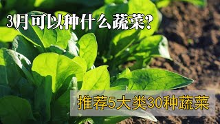 3月可以种什么蔬菜？这5大类30多种蔬菜不要错过了，好种好吃易成活