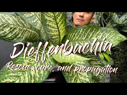 How long does it take for dumb cane cuttings to root?