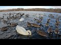 trumpeter swans say merry christmas where did all these canadian geese come from good to see