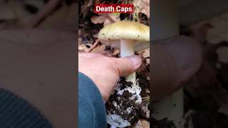 Poisonous Death Cap Mushroom #deathcap #toxic #poisonousmushroom #fruitsoflife
