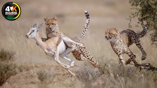 Queens of the Savannah | Legends of the Great Predator | Wild Animal Documentary