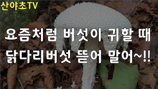 8월초중순 나오는 10여종류 버섯공부 산야초TV 산야초산행