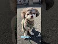 【チワプー】冷めた顔の散歩が嫌いな小鉄！ チワプー チワワ トイプードル 犬のいる暮らし 犬 チワプーの小鉄