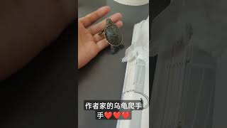 作者家的乌龟爬手手❤️❤️❤️