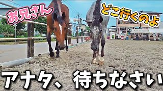 放牧場で撮影をしていたら…牝馬たちに目をつけられてしまい、こうなりました…【ツルマルボーイ様のシモベ】