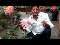 डहेलिया को tube से केसै लगाएँ how to grow dahlia plant ki cutting