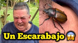 El Escarabajo - Los Culebreros