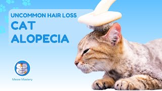 Solving Cat Alopecia: Uncommon Hair Loss Causes