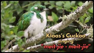 KLAAS'S CUCKOO singing 'meit-jie - meit-jie'