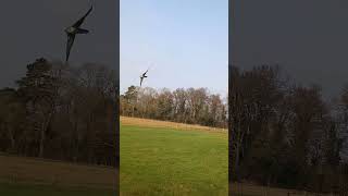 GYR/SAKER FALCON FLYING TO THE LURE