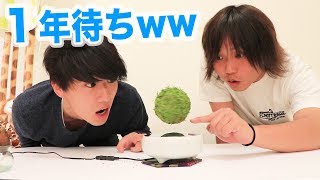 【入手困難】浮きながら高速回転する植物を育てますwww