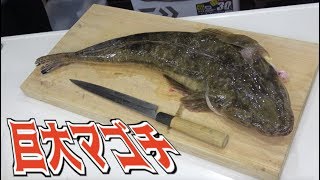 ウ◯トラマンの敵みたいな魚を捌く！！