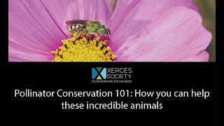 Pollinator Conservation 101: How you can help these incredible animals
