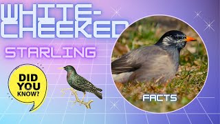 white-cheeked starling facts