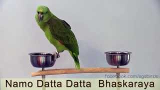 Rama Taraka Mantra by Indra, the Yellow-naped Amazon