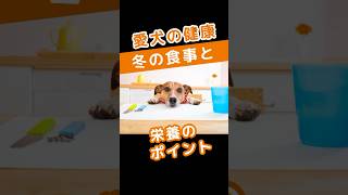 愛犬の健康管理：冬の食事と栄養のポイント #愛犬の健康管理 #冬の食事 #栄養のポイント #高品質タンパク質 #オメガ3脂肪酸 #皮膚の健康 #ビタミン豊富な野菜 #水分摂取 #免疫力維持