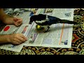 Сообразительный птенец сороки smart little magpie