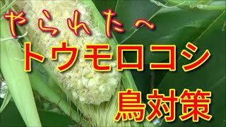 【菜園生活】無敵！トウモロコシの鳥対策！