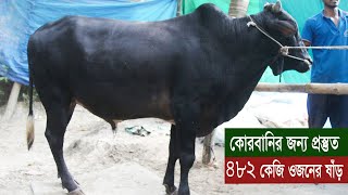 কোরবানির জন্য নিতে পারেন ৪৮২ কেজি ওজনের শাহীওয়াল জাতের ষাঁড়-ডেলিভারি চার্জ ফ্রি/Shahiwal bull