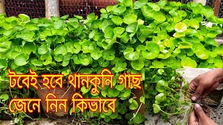 থানকুনি পাতা কিভাবে টবে লাগাবেন | টবেই হবে থানকুনি পাতা | থানকুনি পাতা চাষ পদ্ধতি | thankuni pata