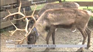 ANIMAUX : Les rennes sont rois en Alsace