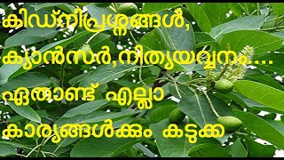 കടുക്ക | ink nut | Terminalia chebula | ഹരീതകി | പാഥ്യ | അഭയ | രോഹിണി | ചേതകി