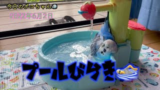 今年初のプールで水浴びしました🏊サッパリしたよ〜😊【しゃべるインコ】今日のポコちゃん🐦2022-6-2