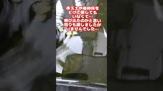 メダカさんに大事件