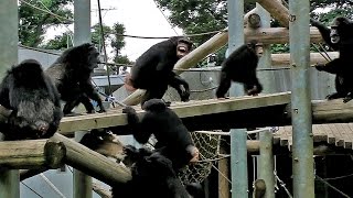 騒然とするチンパンジーの群れ（多摩動物公園） Chimpanzees in an uproar