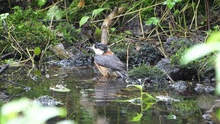 河口湖フィールドセンターのヤマガラの水浴び　その５１（4K60P動画）