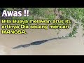 Asli gede... buaya di jembatan pedamaran 1 bagan si api api(rokan hilir)