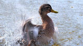 水浴びをする鳥　NikonZ9 4K動画