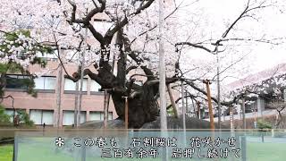 【自由律短歌で日本と世界を巡る】87岩手県盛岡市・石割桜【短歌６首】