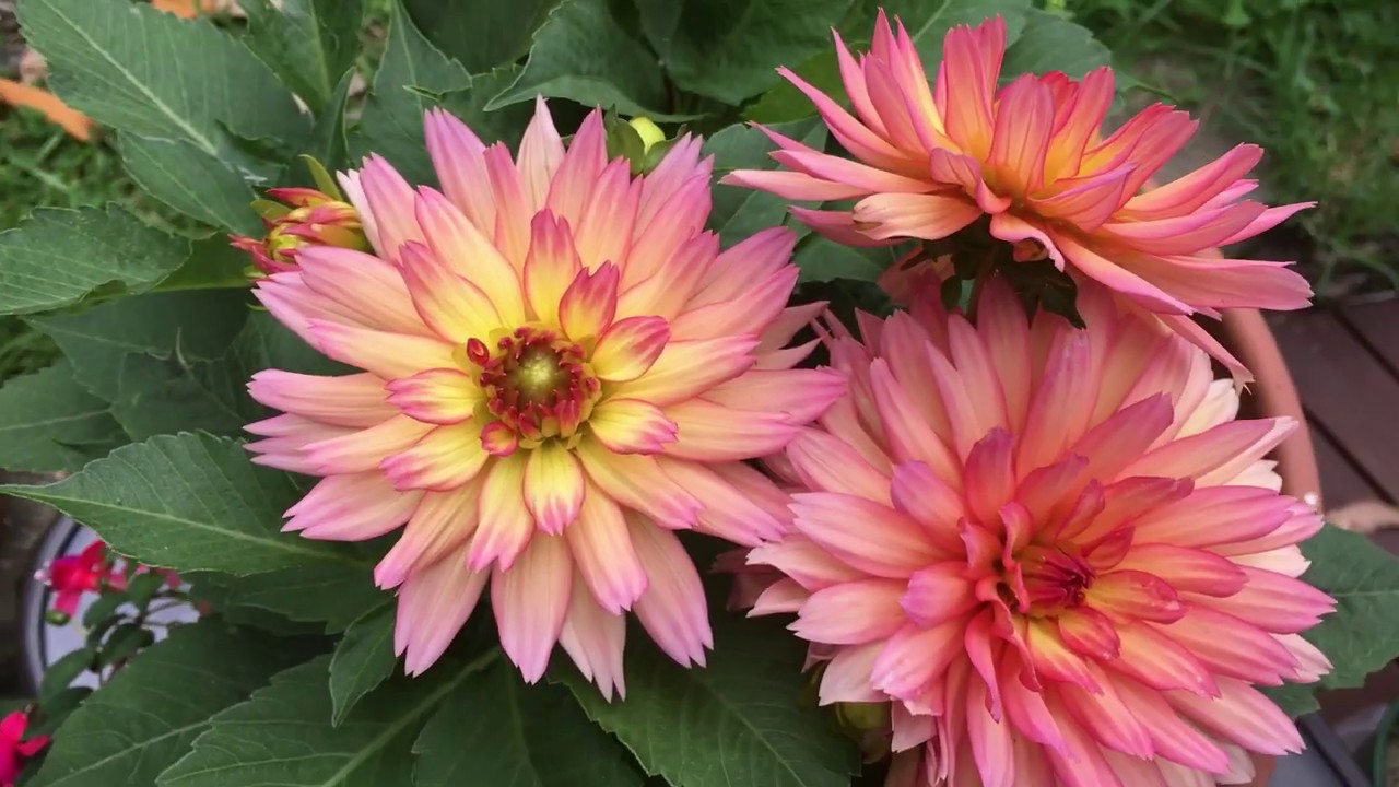 Growing Dahlias Youtube