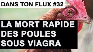 La mort rapide des poules sous Viagra #DansTonFlux 32