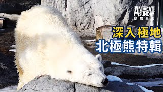 動物星天頻道 EP1《北海道極地動物》搶先看 [4K] ｜北極熊、企鵝、小貓熊、海豹、麋鹿、人類